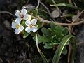 White-flower Christolea